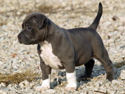 Original Reinrassiger Pitbull blue line Welpe