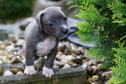 Biete Amstaff Welpen .