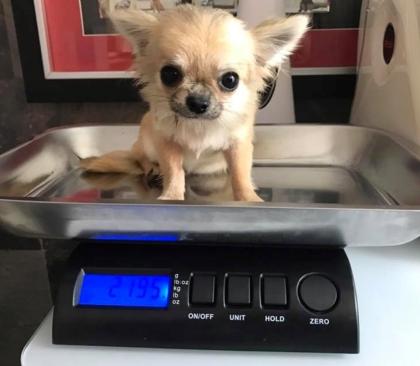 XXL Chihuahua Welpen von ernsten Züchtern 580 729-6143