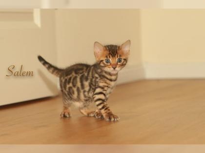 Bengalkatzen weiblich mit papiere