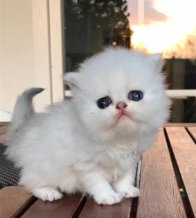 Pure persian Mädchen sind reinrassig sehr lieb und gesund