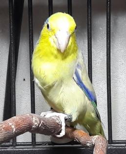 Blaugenick Sperlingspapagei Männchen ca. 4 Jahre alt abzugeben