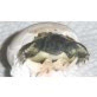Griech. Landschildkröten aus 2022