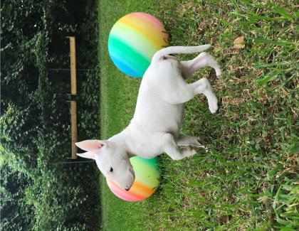 Miniature-Bullterrier Welpen extra Auslesegesundheitszucht nur in allerbeste Hän