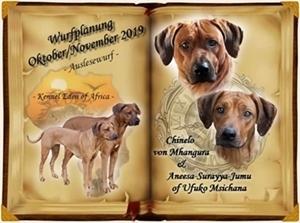 Rhodesian Ridgeback Welpen zwischen dem 20. und 25. Oktober 2022