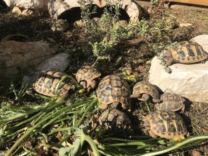 Nachzuchten Griechische Landschildkröten 2022/2018