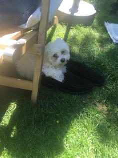 Süßer Bichon Fris -Westi Welpe abzugeben