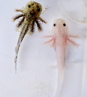 Axolotl Jungtiere aus BD freien Bestand copper wild weiß