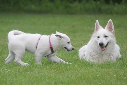 Weisser Schweizer Schäferhund Welpen Langstockhaar mit Papieren