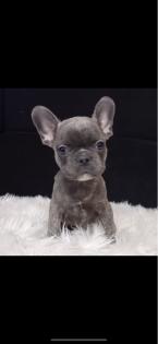 Französische Bulldogge Blue