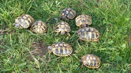 Griechische Landschildkröten Nachzuchten 2022
