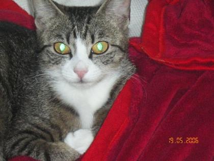 Süsse Maincoon-mix Mädel zu verkaufen