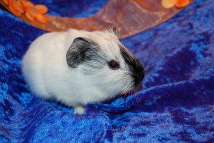 Glatthaarmeerschweinchen Schimmel