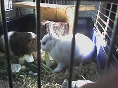 Kaninchen sucht neues zuhause
