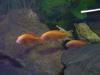 Tropheus moori Chipimbi Albino