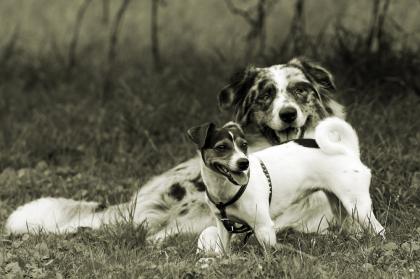 NRW Fotodesign und Malerei auf den Hund gekommen.