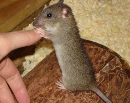 5 Ratten 2x Wilde und 3x Farbis