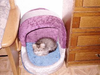 Knuffiger Perserkater mit Nase.
