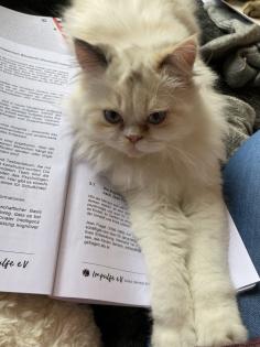 Perser Katze Emmi mit Nase