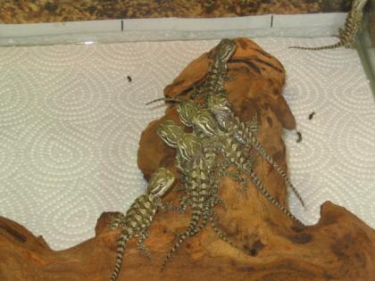 Pogona Henrylawsoni 0 0 13