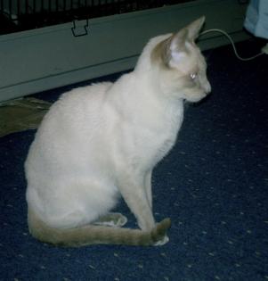 Siam-Deckkater cinnamon-point