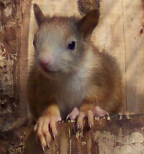 EICHHÖRNCHEN nestjung einmalige Farben ansehen lohnt sich