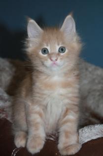 Außergewöhnlich schöne Maine Coon Babys für außergewöhnlich gute Dosenöffner