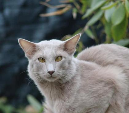 Traumhafter OLH Kater