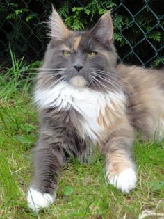 Maine Coons aus verantwortungsvoller langjähriger Zucht mit Referenzen