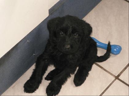 Riesenschnauzer Welpen