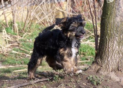 Sehr schöne Chinesische Schopfhunde langhaarig abzugeben