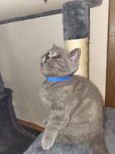 BKH KITTE Britisch Kurzhaar KATZENBABY