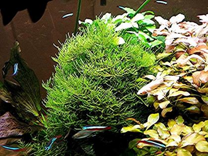 Javamoos Aquariumpflanzen Versand/ Abholung