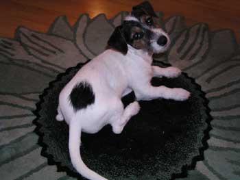 Putziges Jack Russell Welpen Mädchen sofort abzugeben