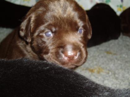 Labrador Welpen Hausaufzucht