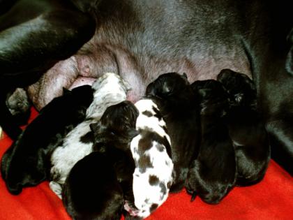 Deutsche Doggenwelpen 5/4 in schwarz und gefleckt mit Papieren