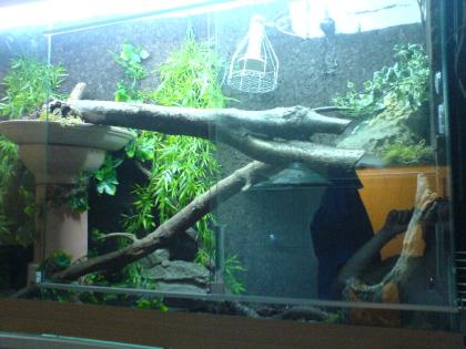 Großes Terrarium Boa Constrictor