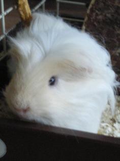 Coronet Meerschweinchen m