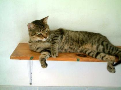 Mocho der freundlich Tigerkater