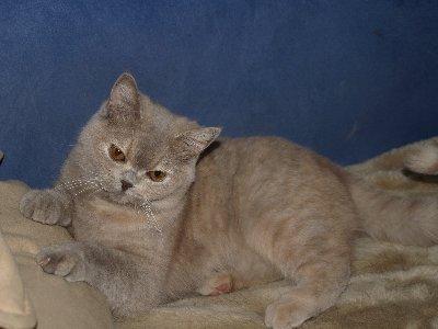 Unsere BKH Kartäuser Katze sucht ein neues Zuhause 8monate alt