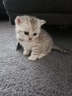 Bkh Kitten British kurhaar Kitten