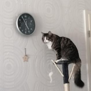 Milo sucht neues Zuhause