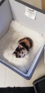 Bkh Kitten 2 Glückskatzen 3 farbig