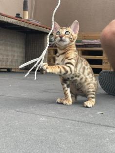 Bengalen Babys suchen neue Dosenöffner