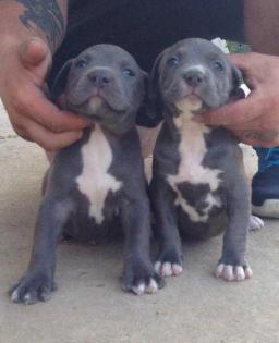 American Pit Bull Terrier Welpen zu verkaufen