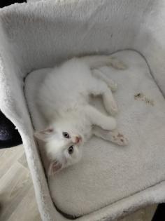 2 super süße Kätzchen /Katerchen BLH /Maine Coon