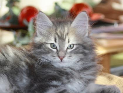 Norwegische Waldkatzenbabys