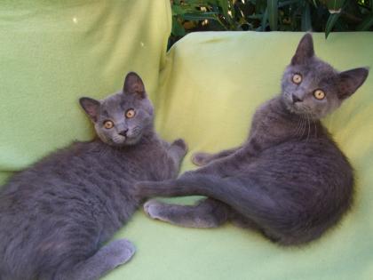 Süße kleine Kätzchen / Kitten / Katzenbabys