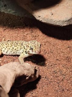 1. 2 Teratoscincus Roborowski - Wundergeckos adult