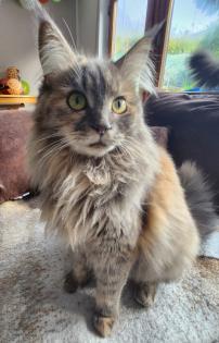 Süsse Main Coon Kitten